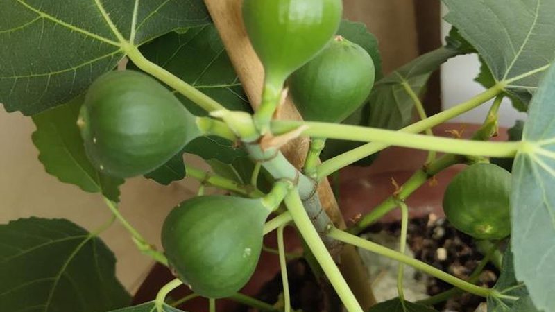 餐饮行业IT运维：本地化外包的必要性及推荐指南